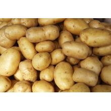 China Fresh Potato Supplier